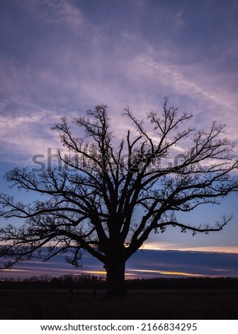 Similar – Foto Bild Eiche bei Sonnenuntergang