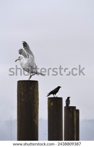 Similar – Image, Stock Photo Seagulls in the fog Autumn