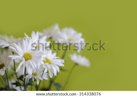 beautiful white flowers of chrysanthemum on green background