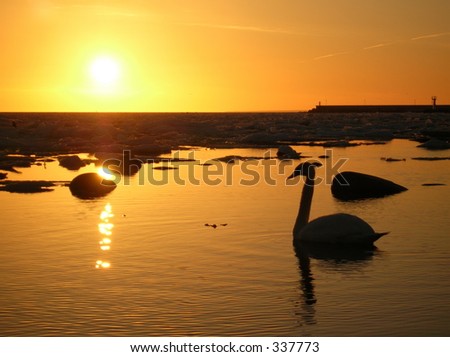lonely swan gliding on a smooth seawater bathed in a warm light of a setting sun