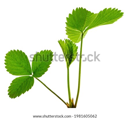 Art green strawberry leaf , Strawberry tree leaves , Wild strawberry leaves background. Bright green leaves of a strawberry. Strawberries bushes background. isolated.