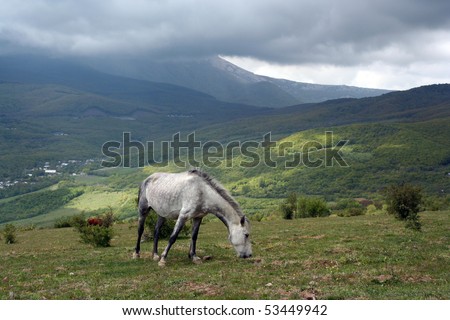 Grazing dappled horse on green hill under rain clouds