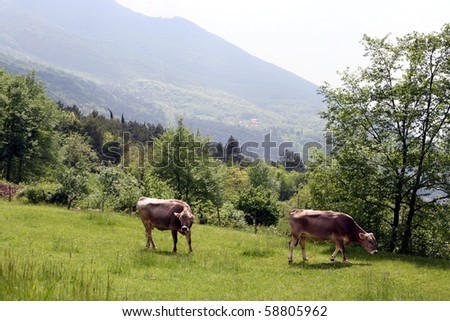 Two brown cows on a mountain side