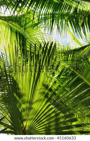 Palm tree leaves in beautiful green shades