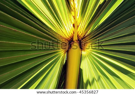 Illuminated palm leaf in various green tones and shades with sun in front light