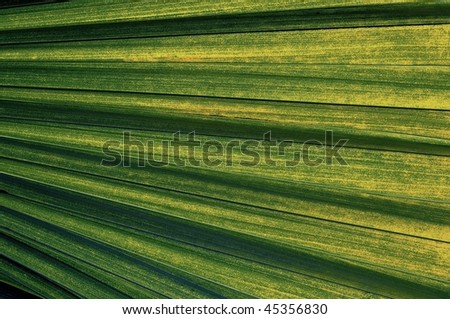 Palm leaf in various green shades and nuances