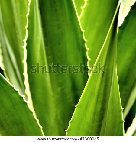 Agave cactus leaves