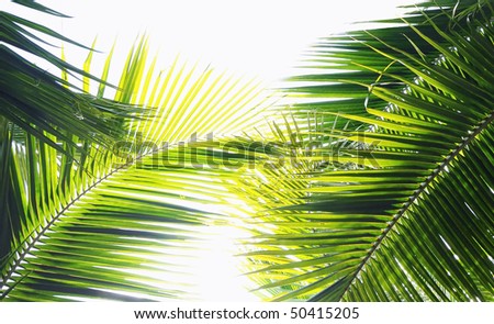 Palm tree leaves in various green tones and shades