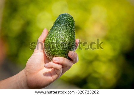 Hand Holding Hass Avocado