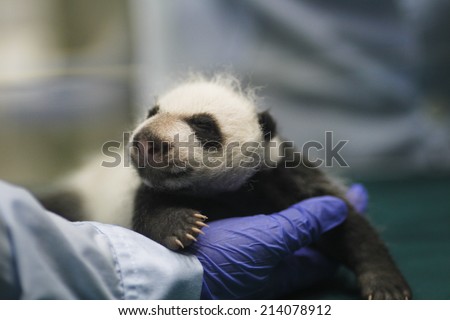 GUANGZHOU, CHINA - AUGUST 28. 2014.:A newborn giant panda triplets which were born to giant panda Juxiao (not pictured), is seen inside an incubator at the Chimelong Safari Park.