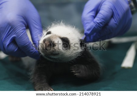 GUANGZHOU, CHINA - AUGUST 28. 2014.:A newborn giant panda triplets which were born to giant panda Juxiao (not pictured), is seen inside an incubator at the Chimelong Safari Park.