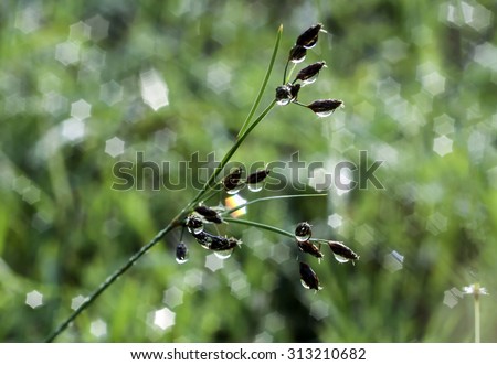 dew water drop in star bokeh on grass flower  in green backgroun