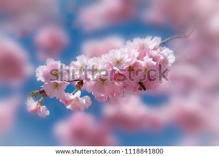 Pink cherry blossom with honeybee in fliegt and bokeh Stock foto © 