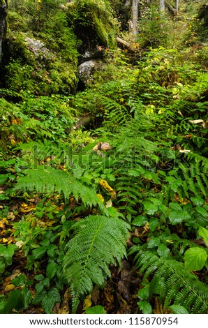 Green fern in a mountain forest of the enchanted forest nearby Ramsau