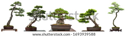 Similar – Foto Bild Freistehender Baum