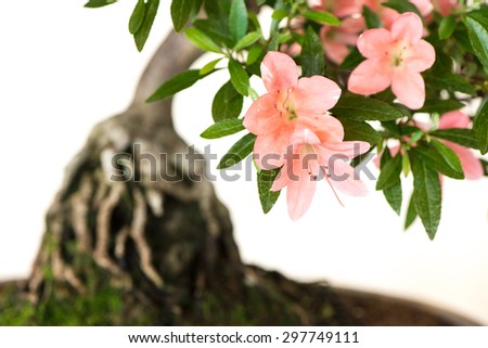 Orange flowers of an azalea bonsai tree Rhododendron indicum