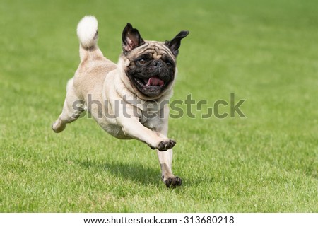 Carlin dog is running on a green meadow Photo stock © 