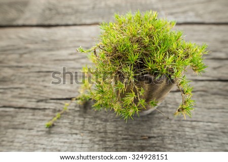 Irish moss (Sagina subulata) in a pot