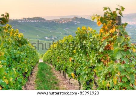 Vineyard in Uhlbach in Germany with the funerary chapel on the Rotenberg