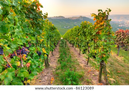 Red vines in a south german vineyard