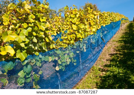 Blue protection net for birds in a vineyard