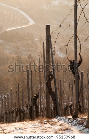 A German vineyard with vines in the dawn of the winter