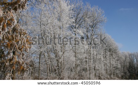 Sun shines on iced trees