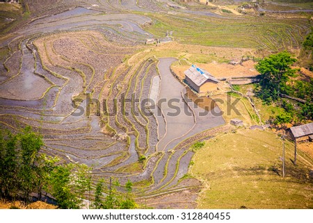 Rice fields on terraced near Sapa, Laocai, Vietnam. Rice fields prepare the harvest at Northwest Vietnam
