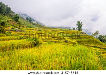 Rice fields on terraced near Sapa, Laocai, Vietnam. Rice fields prepare the harvest at Northwest Vietnam. it\'s a famous location for travel