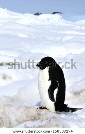 Antarctic animals, penguin Adelie.
