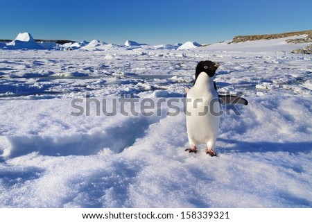 Antarctic animals, penguin Adelie.