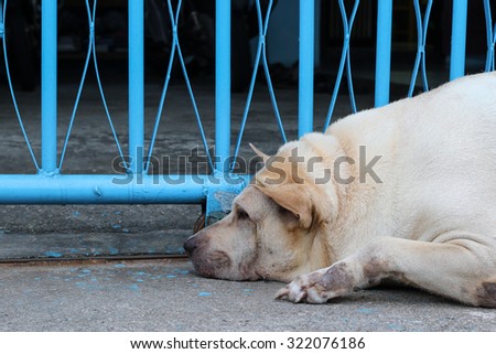 Sad dog in Thailand.  Fat dog sleep in sadness and despair. .Sad dog because it's very fat, so the patient and disease.