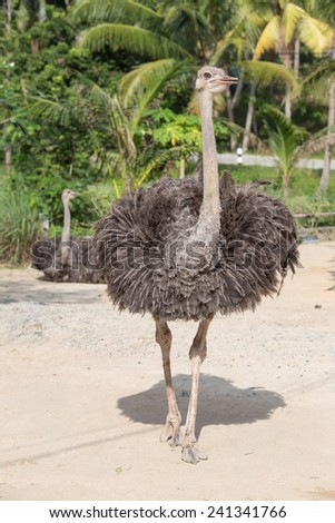 Beautiful portrait photo of big African ostrich in zoo
