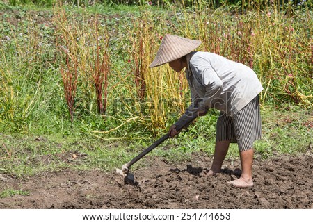 BALI, INDONESIA - FEBRUARY 22, 2015 : Unknown old woman farmer using a spade on a field in order to feed themselves and their families