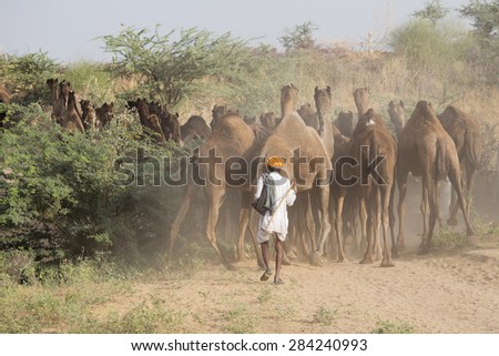 Indian men and camels attended the annual Pushkar Camel Mela. This fair is the largest camel trading fair in the world.