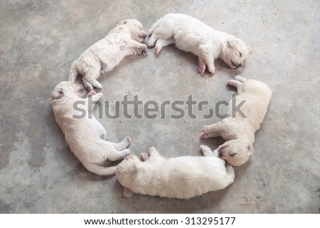Sleeping dog in circle