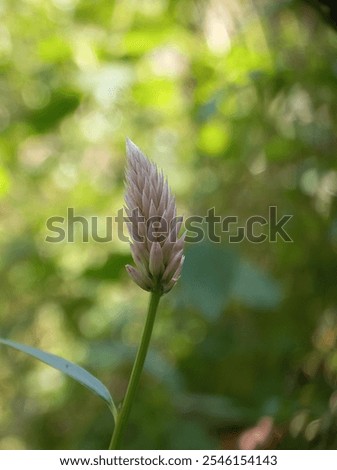 Similar – Image, Stock Photo Quail in the grass