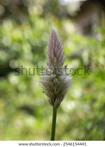 Similar – Image, Stock Photo Quail in the grass