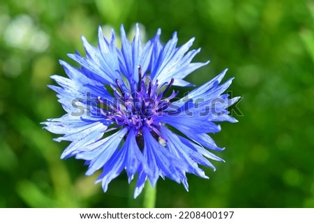 Similar – Image, Stock Photo Cornflowers in the cornfield