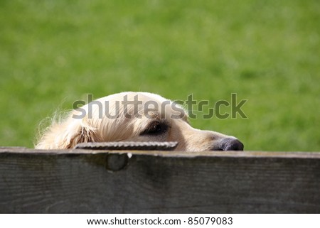 Golden retriever dog hiding behind fence