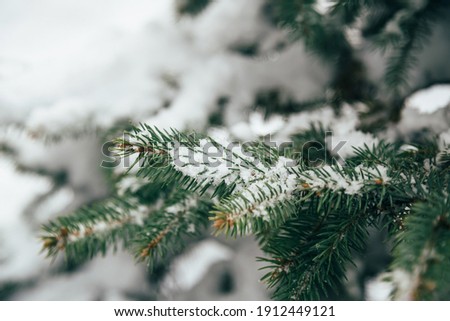 Similar – Image, Stock Photo snow on the pine tree leaves in wintertime