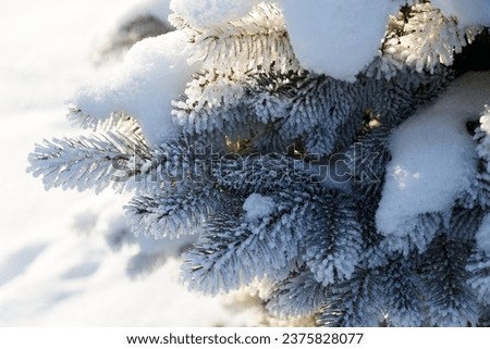 Similar – Image, Stock Photo Fir needles with morning dew