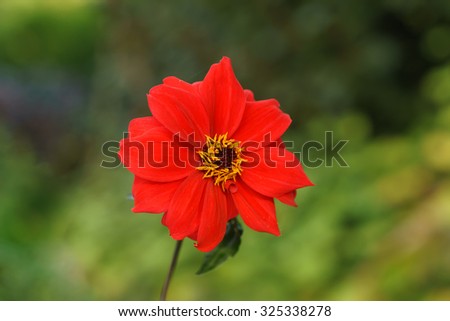 Red flower isolated on green foliage background
