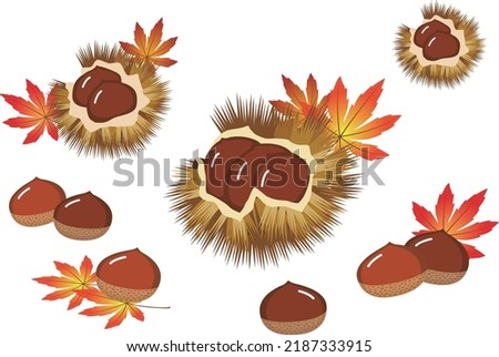 The health food chestnut, the representative fruit of autumn