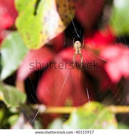 A closeup photo of a small spider hanging at the centre of its web, with autumn leaves in the background.