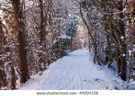 A trail through snowy woods with warm sunset light from the left, and footprints in the snow. The trail is curving to the right. Photo taken in January in England.
