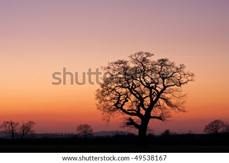 A bare silhouetted tree in a hedgerow at the side of a field in winter, with warm sunset sky in the background and space for your design/text.
