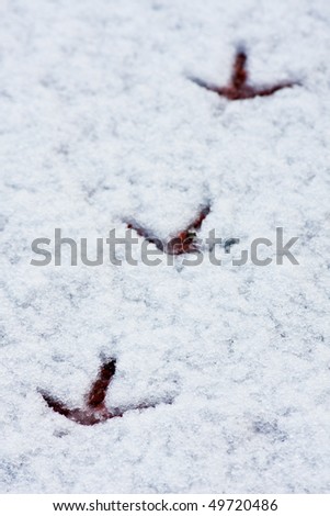 Fresh footprints left in the snow by a bird. Focus on the near footprint.