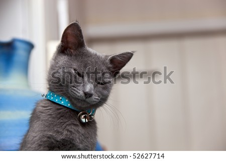 A cute grey kitten looking sleepy as he awakes from his cat-nap. Copyspace for your text/design.