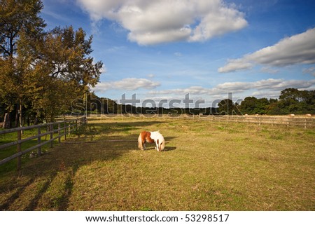 A Shetland pony grazing in a paddock in early autumn with cloudy blue sky overhead. The scene is bathed in warm afternoon light.